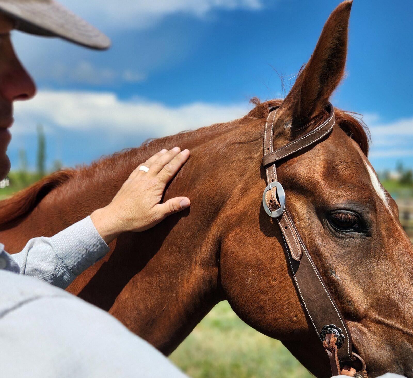 Vaquero- Chocolate Roughout - One Ear Headstall - Image 8