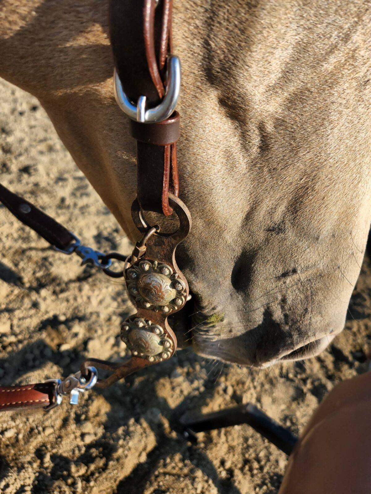 Buffalo Browband Headstall With Silver Conchos - Image 3
