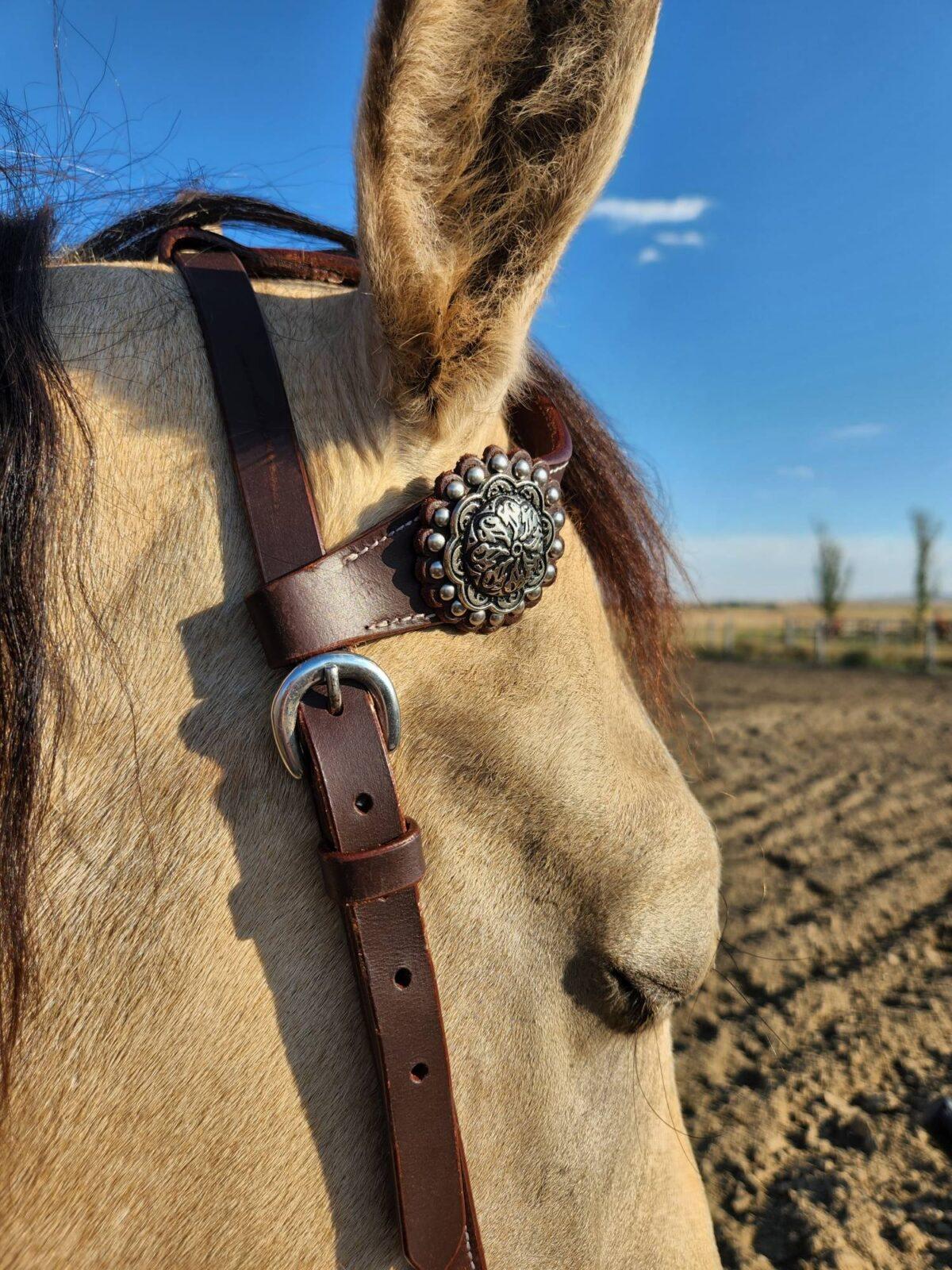 Buffalo One Ear Headstall With Silver Conchos - Image 3