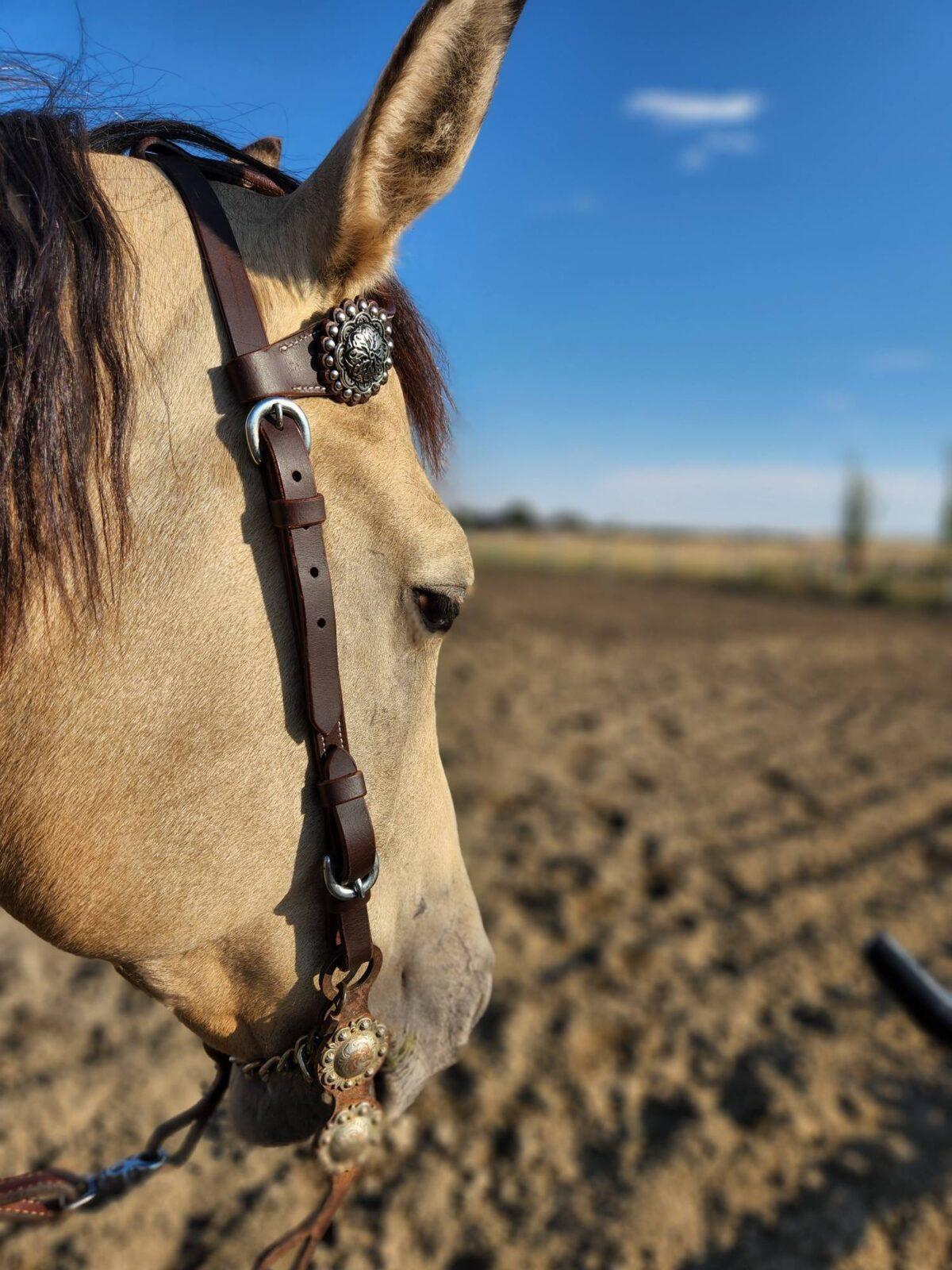 Buffalo One Ear Headstall With Silver Conchos - Image 2