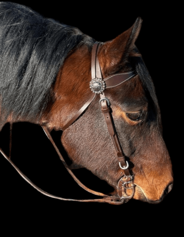 Buffalo Browband Headstall With Silver Conchos