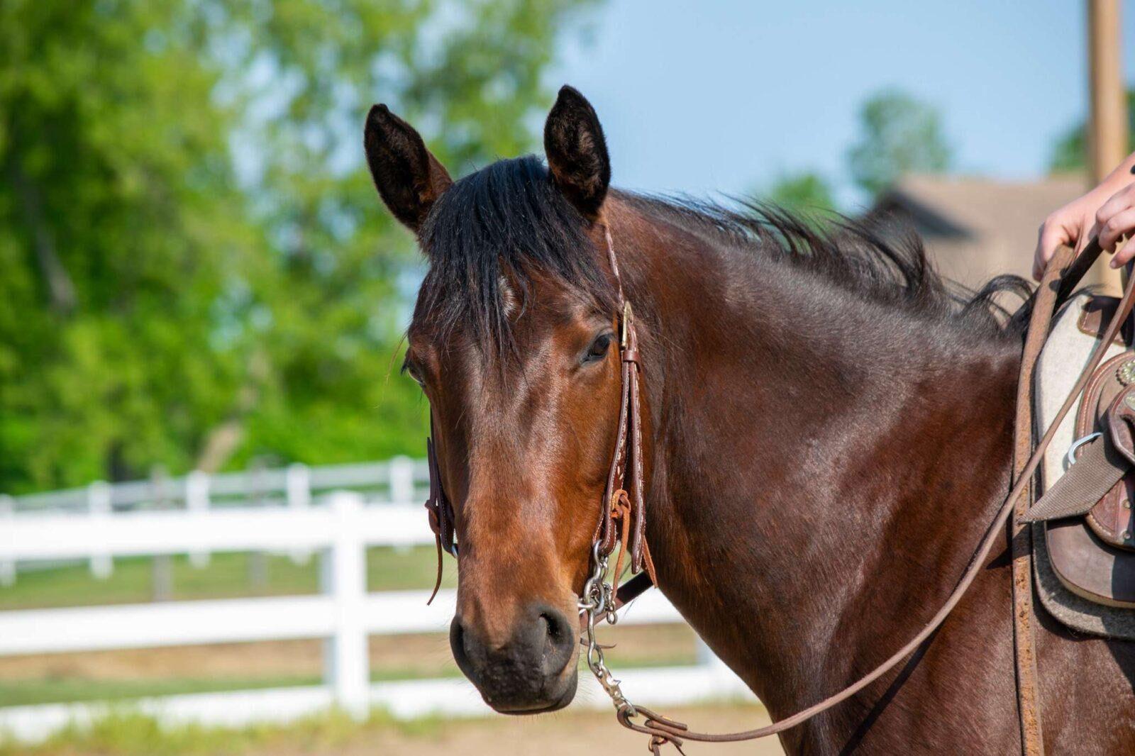 White Buckstitch- Belt Style Headstall Split Ear - Image 3
