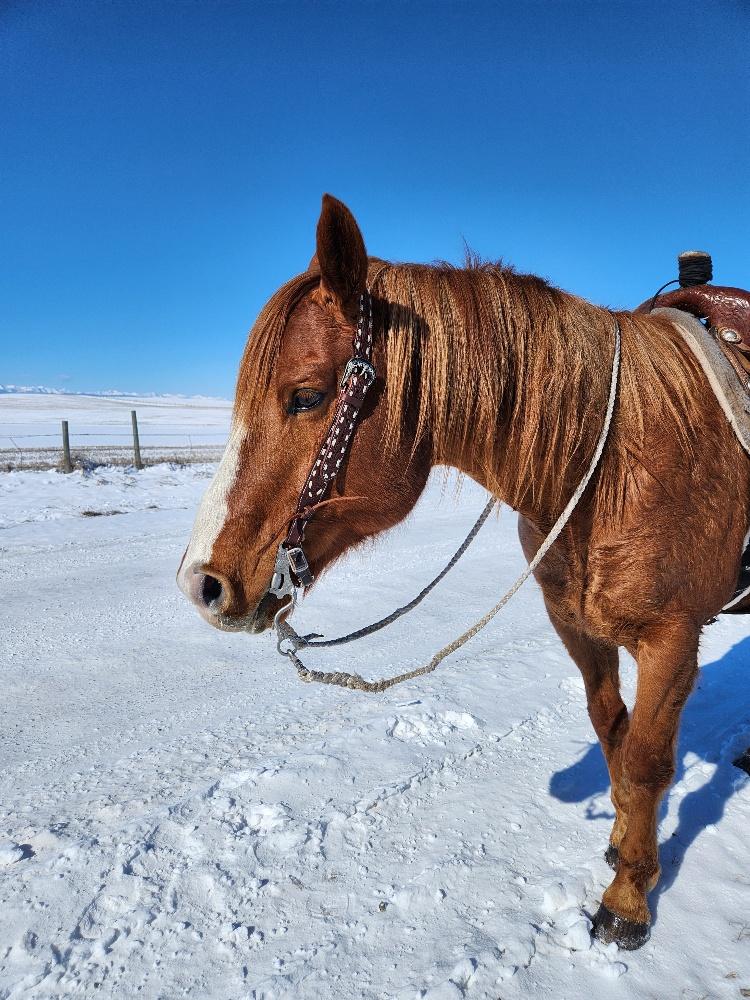 White Buckstitch- Belt Style Headstall Split Ear - Image 11