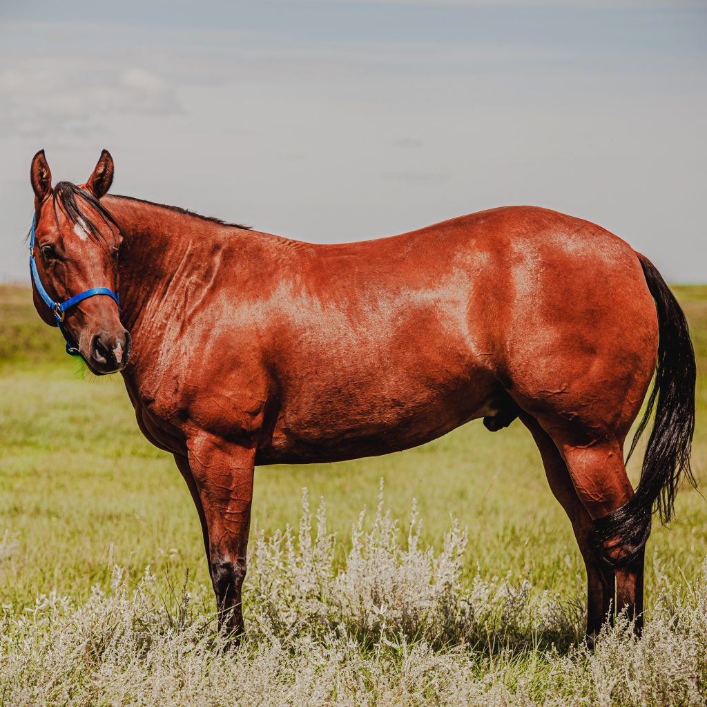 aqha reining horse for sale