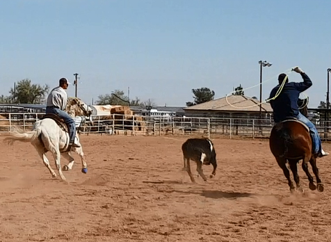 Alberta Arizona Team Roping Head Horse For Sale