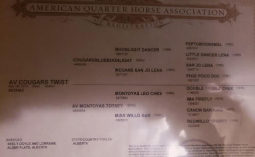2014 Head Horse For Sale Arizona