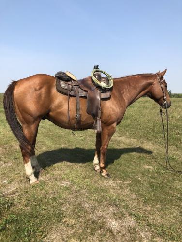 Head Horse Arizona Gelding (1) (1)