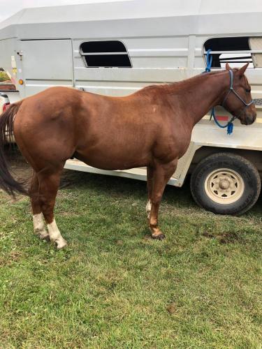 Head Horse Arizona Gelding (1)