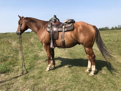 Head Horse Arizona Gelding (2)