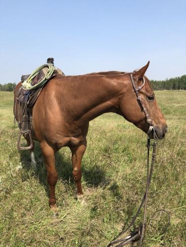 Head Horse Arizona Gelding (3)