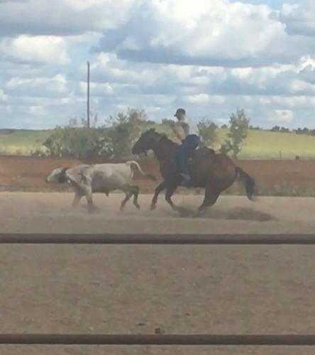 Head Horse Arizona Gelding (5)
