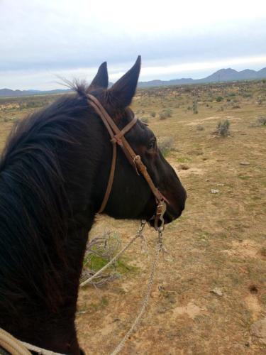 2014 Head Horse For Sale Arizona