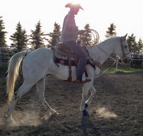 Alberta Arizona Team Roping Head Horse For Sale