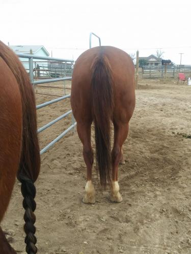 Heel Horse For Sale Alberta