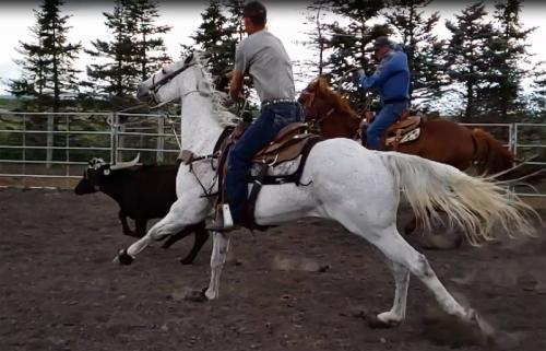 Rope Horse Alberta. Heading Team Roping