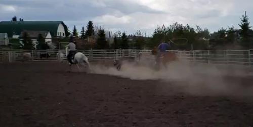 Rope Horse Alberta. Heading Team Roping