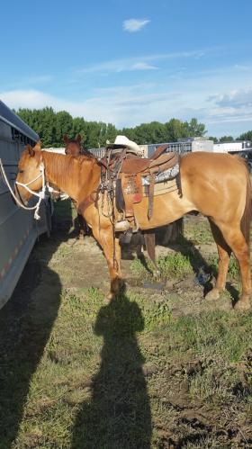 Head Horse For Sale 