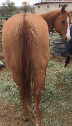 Head Horse For Sale 
